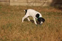 Fire, a male German Shorthaired Pointer for sale in Waterville, MN – Photo 2 of 4