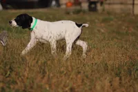 Fire, a male German Shorthaired Pointer for sale in Waterville, MN – Photo 3 of 4
