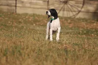 Fire, a male German Shorthaired Pointer for sale in Waterville, MN – Photo 4 of 4