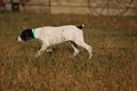 Fire, a male German Shorthaired Pointer for sale in Waterville, MN – Photo 1 of 4
