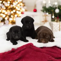 Nitro M2, a male Labrador Retriever for sale in Waterville, MN – Photo 4 of 4