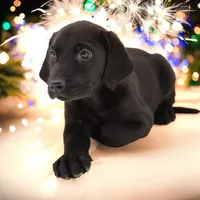 Nitro M2, a male Labrador Retriever for sale in Waterville, MN – Photo 1 of 4