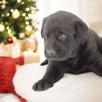 Nitro M2, a male Labrador Retriever for sale in Waterville, MN – Photo 2 of 4