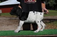 Trixi m2, a male German Shorthaired Pointer for sale in Waterville, MN – 2 of 3