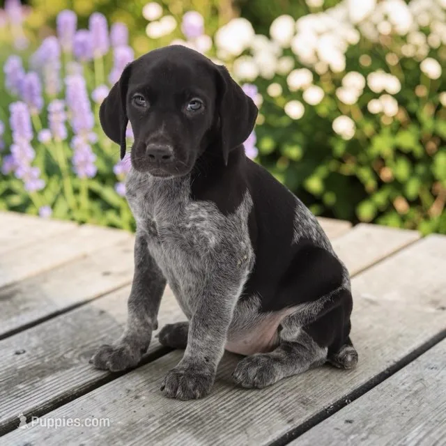Tango F4 – German Shorthaired Pointer puppy for sale in Waterville, MN