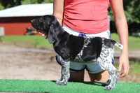 Trick f2, a female German Shorthaired Pointer for sale in Waterville, MN – 1 of 3