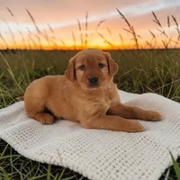 Lola x Ego F, a female Golden Retriever for sale in Waterville, MN – 1 of 2