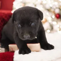 Nitro M1, a male Labrador Retriever for sale in Waterville, MN – Photo 4 of 6