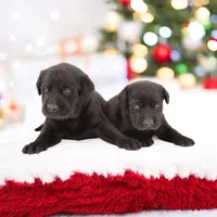 Nitro M1, a male Labrador Retriever for sale in Waterville, MN – Photo 5 of 6