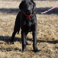 Nitro M1, a male Labrador Retriever for sale in Waterville, MN – Photo 1 of 6