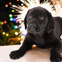 Nitro M1, a male Labrador Retriever for sale in Waterville, MN – Photo 3 of 6