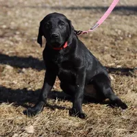 Nitro M1, a male Labrador Retriever for sale in Waterville, MN – Photo 2 of 6