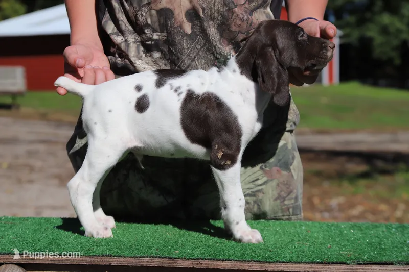Trixi m4 – German Shorthaired Pointer puppy for sale in Waterville, MN