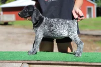 Trixi f3, a female German Shorthaired Pointer for sale in Waterville, MN – 3 of 3