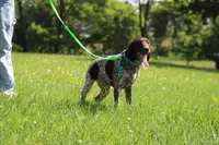 Daisy Male 4, a male German Shorthaired Pointer for sale in Waterville, MN – 2 of 2
