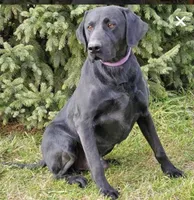 Mercy 2 OFA/FC/Clear, a female Labrador Retriever for sale in Waterville, MN – Photo 2 of 3