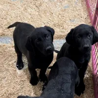 Mercy 2 OFA/FC/Clear, a female Labrador Retriever for sale in Waterville, MN – Photo 1 of 3