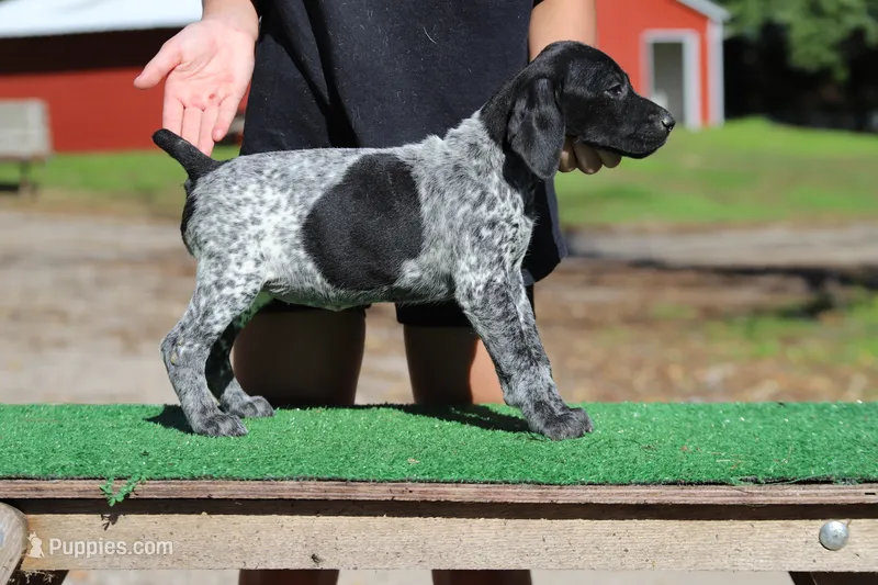 Trixi f5 – German Shorthaired Pointer puppy for sale in Waterville, MN