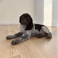 Daisy F, a female German Shorthaired Pointer for sale in Waterville, MN – Photo 2 of 2