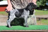 Trixi f4, a female German Shorthaired Pointer for sale in Waterville, MN – 1 of 3