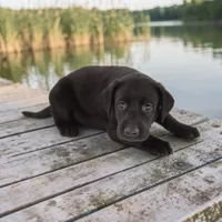 Nitro F, a female Labrador Retriever for sale in Waterville, MN – 1 of 1