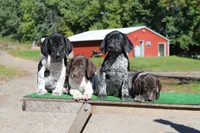 Trixi m3, a male German Shorthaired Pointer for sale in Waterville, MN – 2 of 3