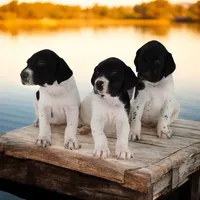 Trixi Male, a male German Shorthaired Pointer for sale in Waterville, MN – Photo 2 of 2