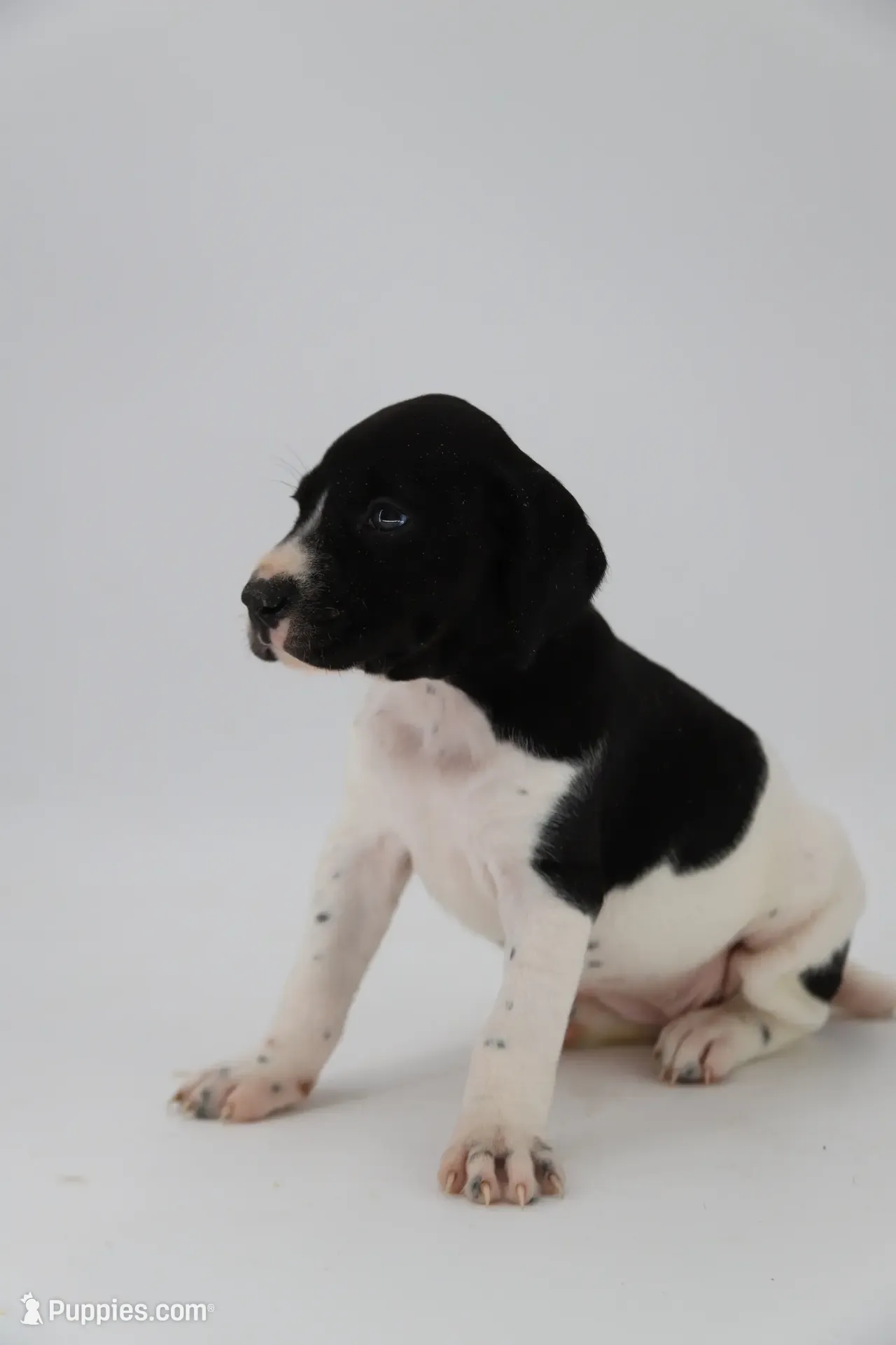 Trixi Male – German Shorthaired Pointer Puppy for Sale | Puppies.com