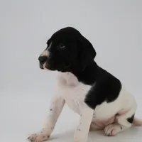 Trixi Male, a male German Shorthaired Pointer for sale in Waterville, MN – Photo 1 of 2