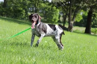 Daisy Male, a female German Shorthaired Pointer for sale in Waterville, MN – 2 of 2