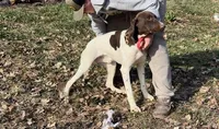 Whiskey M2, a male German Shorthaired Pointer for sale in Waterville, MN – Photo 1 of 2