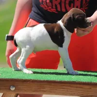 Whiskey M2, a male German Shorthaired Pointer for sale in Waterville, MN – Photo 2 of 2