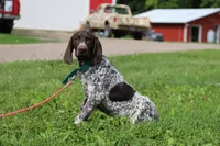 Tinker M, a male German Shorthaired Pointer for sale in Waterville, MN – 5 of 5