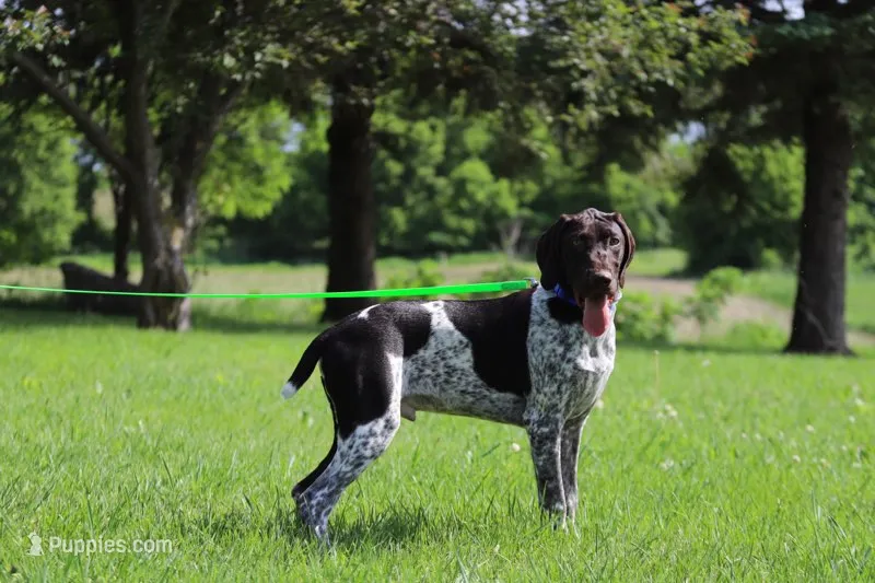 Daisy Male – German Shorthaired Pointer puppy for sale in Waterville, MN