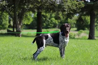 Daisy Male, a female German Shorthaired Pointer for sale in Waterville, MN – 1 of 2