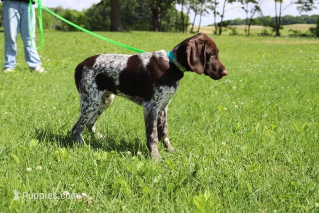 Bebe M2 – German Shorthaired Pointer puppy for sale in Waterville, MN