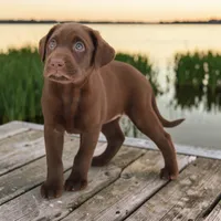 Nitro F, a female Labrador Retriever for sale in Waterville, MN – 1 of 3