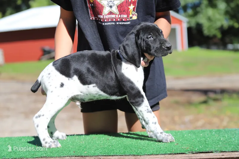 Trixi m2 – German Shorthaired Pointer puppy for sale in Waterville, MN