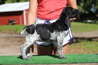 Trick f2, a female German Shorthaired Pointer for sale in Waterville, MN – 2 of 3