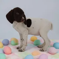 Tess M, a male German Shorthaired Pointer for sale in Waterville, MN – Photo 4 of 4