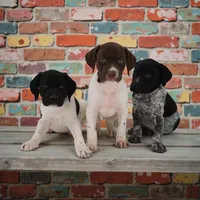 Tess M, a male German Shorthaired Pointer for sale in Waterville, MN – Photo 2 of 2