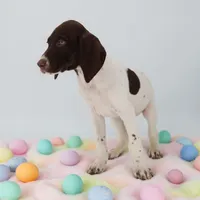 Tess M, a male German Shorthaired Pointer for sale in Waterville, MN – Photo 3 of 4