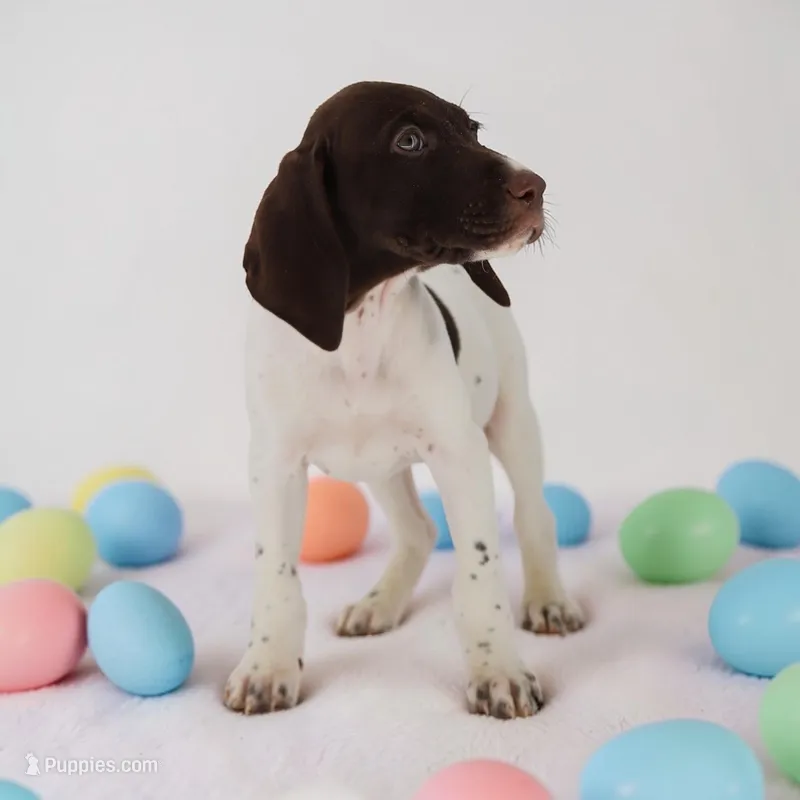 Tess M – German Shorthaired Pointer puppy for sale in Waterville, MN
