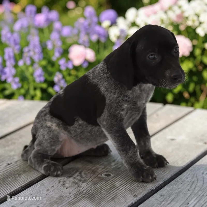 Tango F2 – German Shorthaired Pointer puppy for sale in Waterville, MN