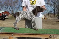 Bebe M3, a male German Shorthaired Pointer for sale in Waterville, MN – Photo 3 of 4