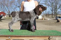 Bebe M3, a male German Shorthaired Pointer for sale in Waterville, MN – Photo 4 of 4