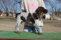 Bebe M3, a male German Shorthaired Pointer for sale in Waterville, MN – Photo 1 of 4