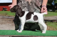 Trixi m4, a male German Shorthaired Pointer for sale in Waterville, MN – 2 of 3