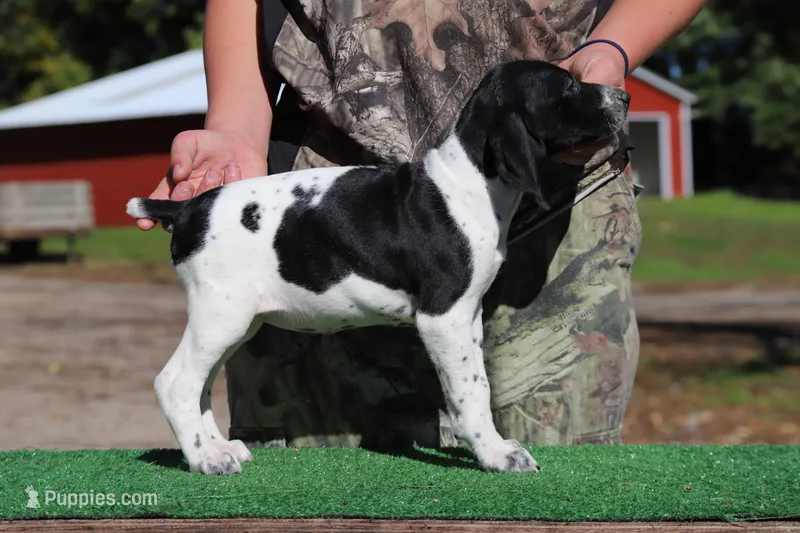 Trixi F – German Shorthaired Pointer puppy for sale in Waterville, MN