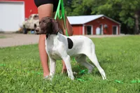 Tess M, a male German Shorthaired Pointer for sale in Waterville, MN – 2 of 6